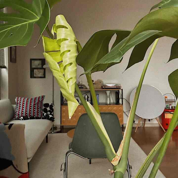 Living room with all the pieces I love 🍀✨🫶🏼 #MCM #EamesChair 