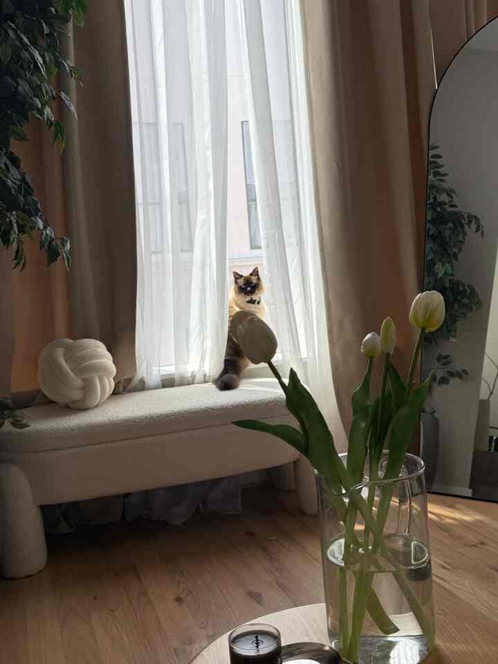 Beige-toned living room featuring a cat sitting by the window, with curtains and plants creating a cozy atmosphere