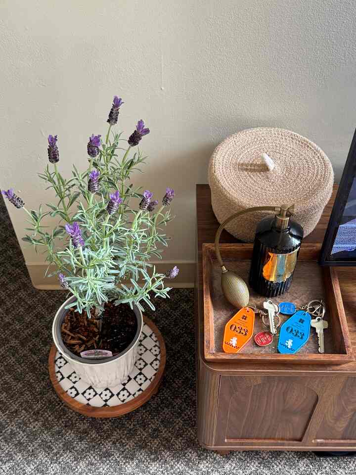 Hoping to smell lavender in my home 🪻

#livingroom #livingroominterior #plantshelf 
#plant #plantbutler 