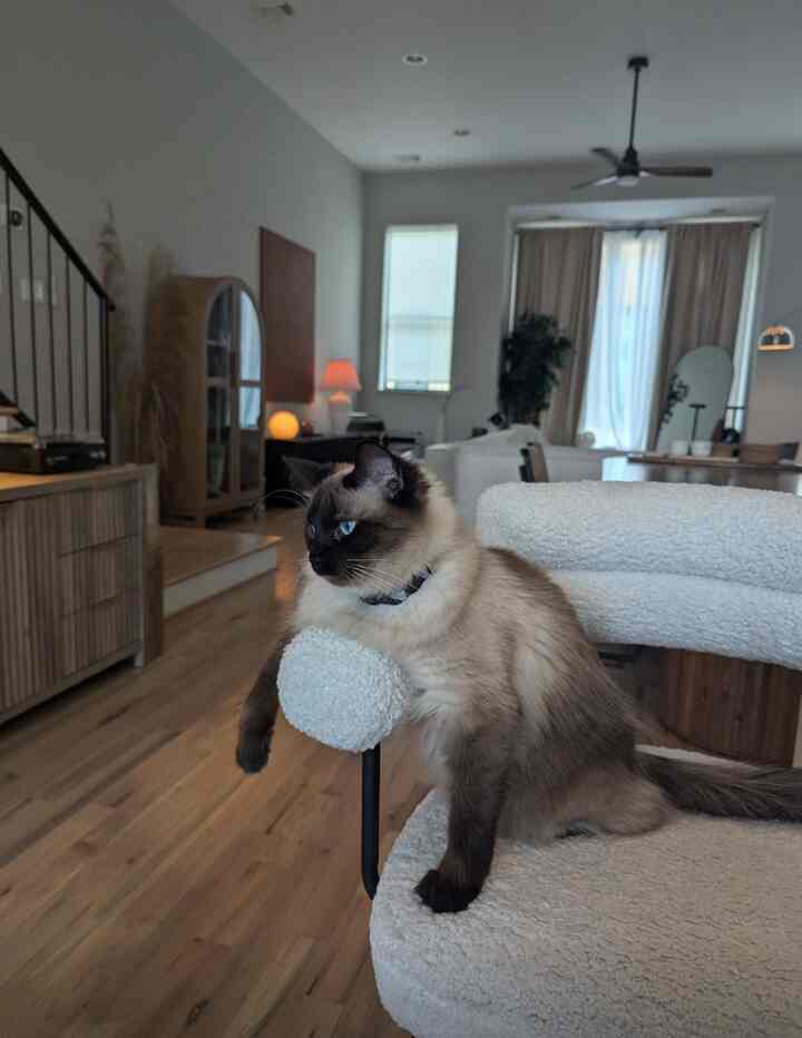 Natural wood tone and white toned living room featuring a cat on a white cat tower with warm ambient lighting creating a cozy atmosphere