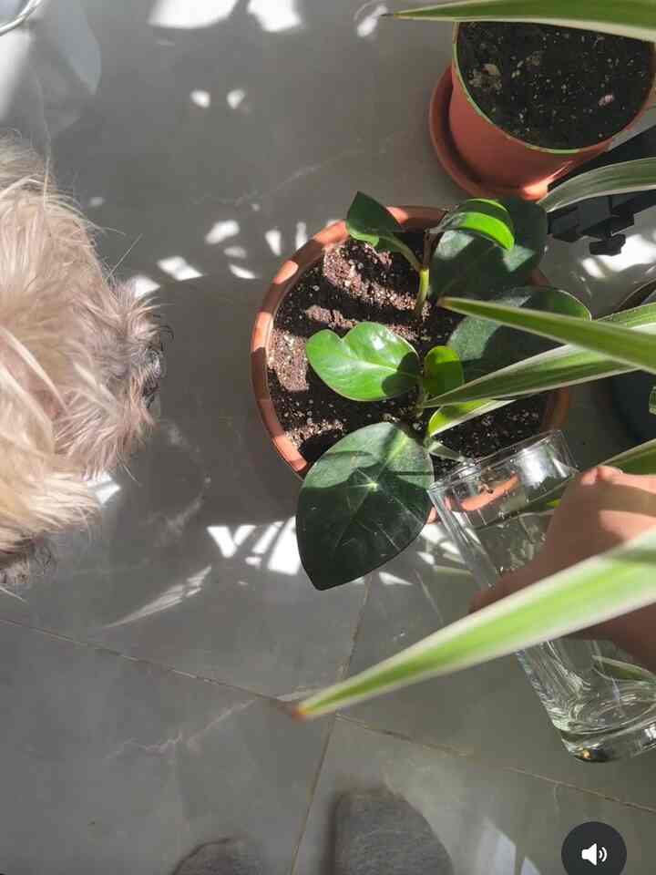 
Furry plant helper 🐶👩🏽‍🌾

#plants #apartment #biophilichome #pets
#spring #springinterior