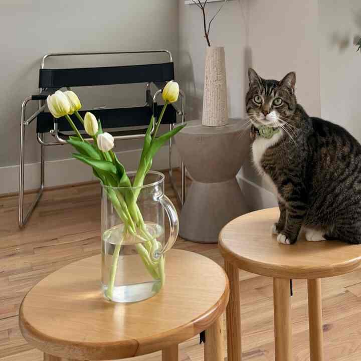 Wood tone room featuring a Wassily chair, side table, and a cat sitting on a stool in a simple modern space