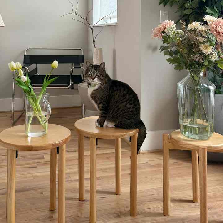 Natural color living room featuring three wooden stools with a cat sitting on one, flanked by vases of flowers and plants, creating a cozy atmosphere
