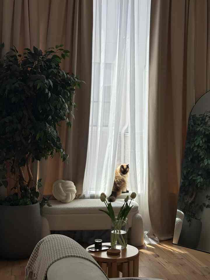 A beige and white toned living room with curtains and a bench where a cat sits, featuring a natural atmosphere