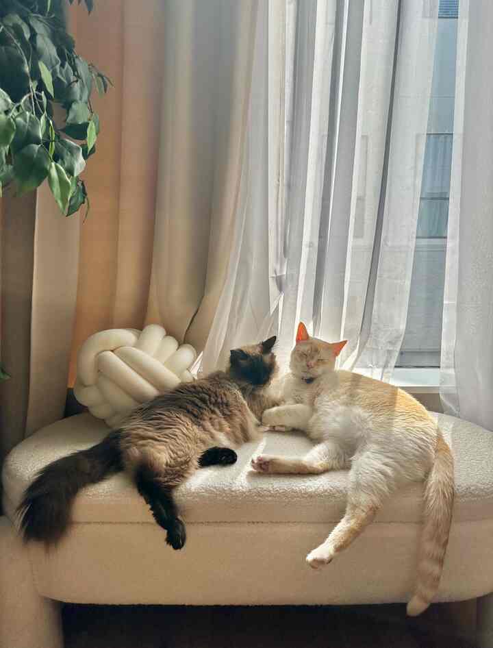 Cozy days at home 💫 #japandi #nordic #warm #cozy #scandi 