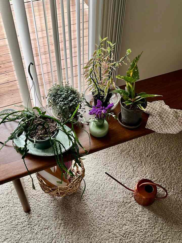 I have learned bottom watering helps to encourage deeper root growth and can help prevent overwatering by allowing the plant to absorb only the water it needs. 🌿

☝️🏻Let the pot sit in the water for about 15-30 minutes, or until the soil is thoroughly saturated. 
✌️🏻Remove the plant: Take the pot out of the water and let it drain completely. 

#plantinterior #PlantDeco #plant #benchchair #livingroom 