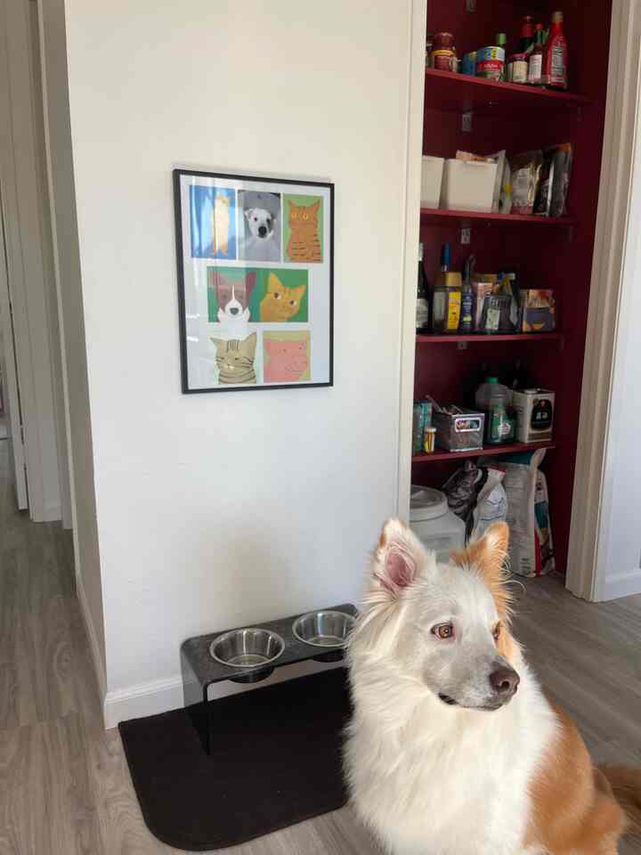 A little spot for our fur babies 🐾 This acrylic bowl stand is so chic and cute — obsessed! ✨ #petcorner #petfriendlyhome #chicpetdecor #acrylicfurniture #modernpetstyle #petstation #homeinspo #interiorinspo #petdecor #furfamily #cozyhome #minimalhome #homedetails #stylishpets #petlovers
