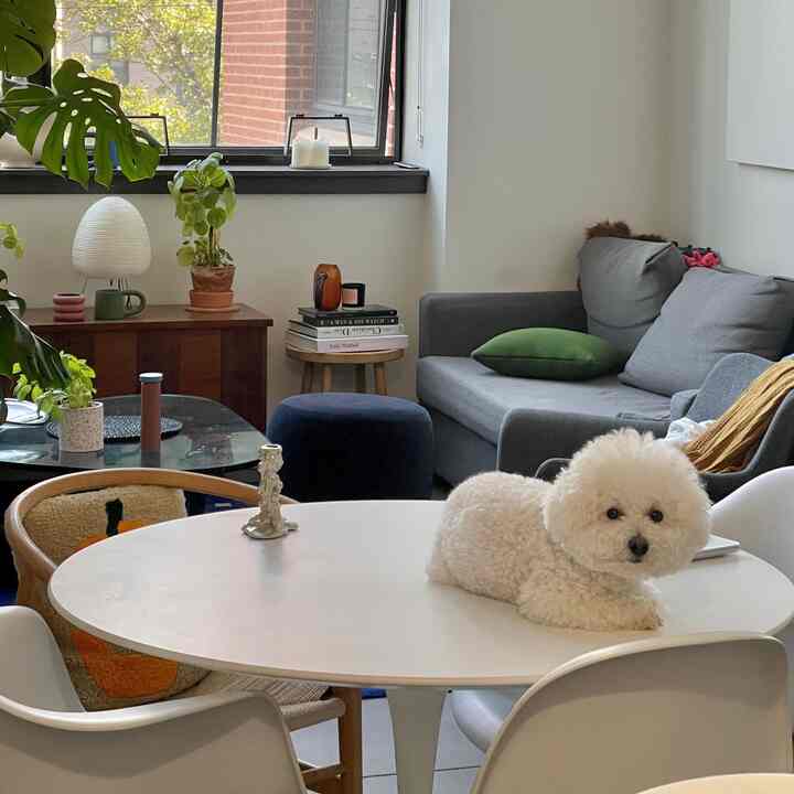 Modern dining room in white and gray tones featuring a white dining table with a dog resting on it