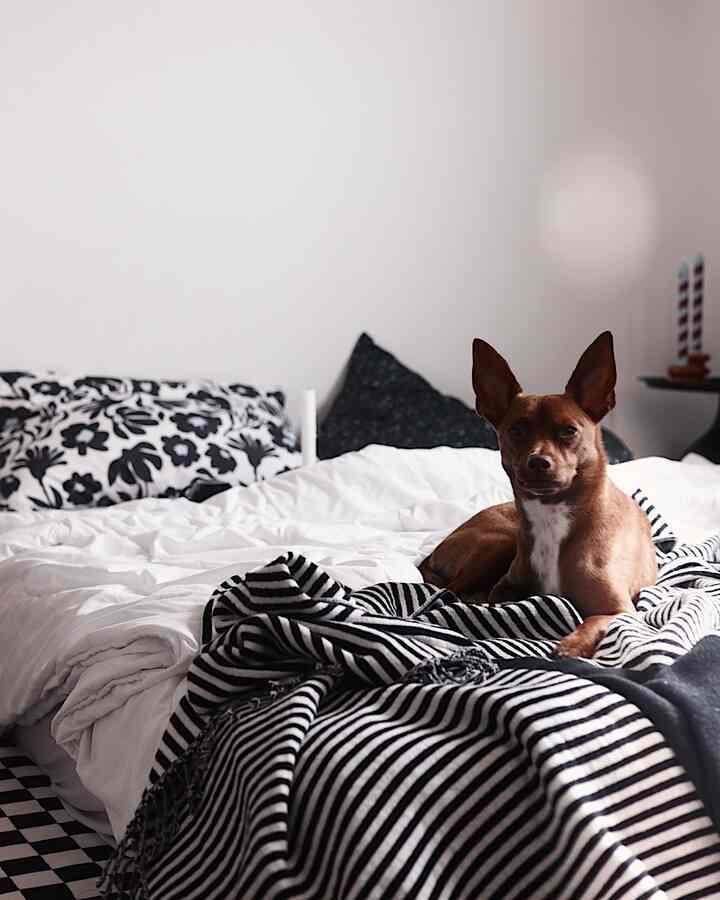 Monochrome bedroom. 

#bedroom #bedroominterior #bedroomdecor #homedecor #monochrominterior #blanket #pillowcover #finca #candle #dog #minimal #minimalinterior 