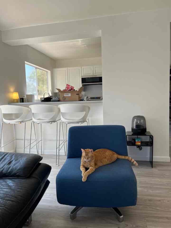 My cat has officially claimed this swivel chair 😆 So comfy and I love the mid-century vibe too! #catapproved #swivelchair #midcenturymodern #cozyhome #homedetails #interiorinspo #modernhome #catlife #furniturelove #homevibes