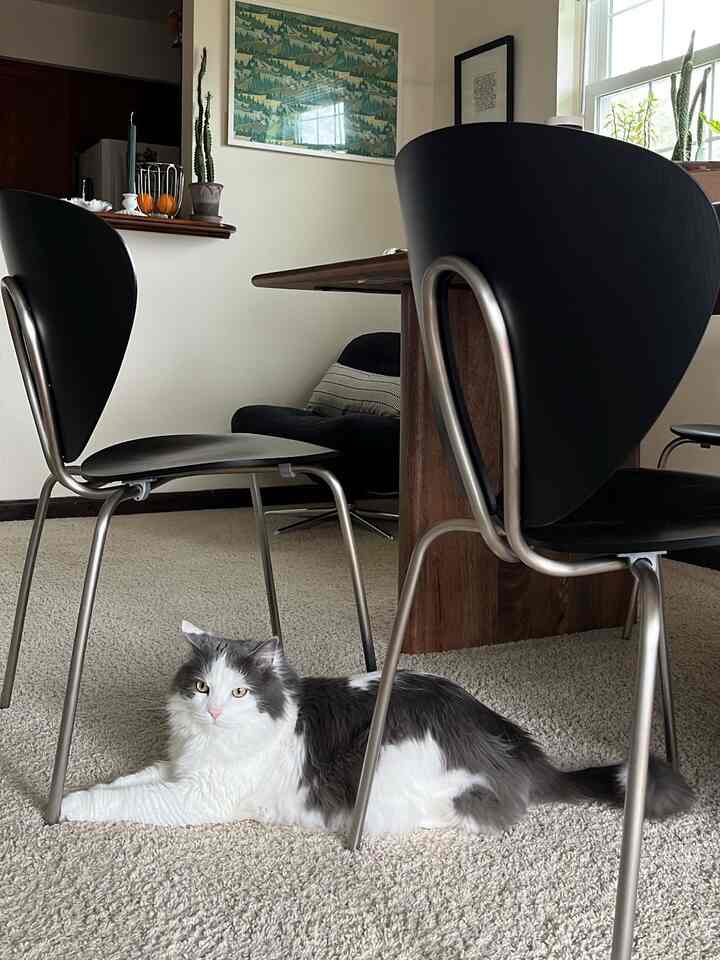 Beige carpeted dining room featuring black dining chairs and wooden dining table with a gray and white cat lying on the floor