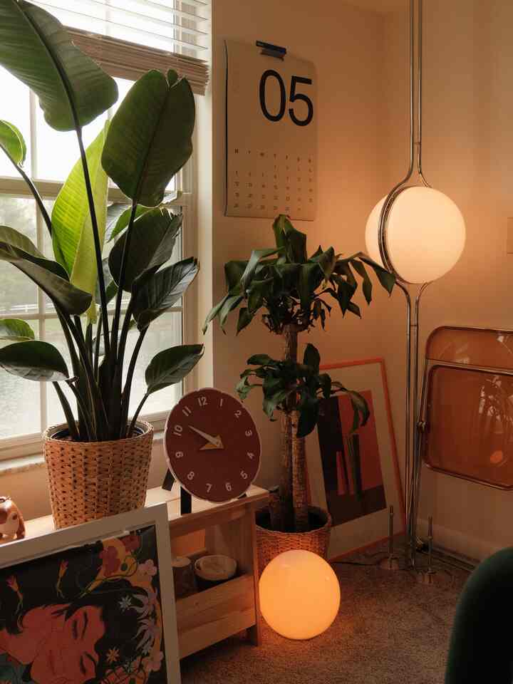 Can you spot the new leaf on my birds of paradise? :)

I’m super excited for it to grow taller! It looks very healthy 🍃

#plantinterior #PlantDeco #plants #plantshelf