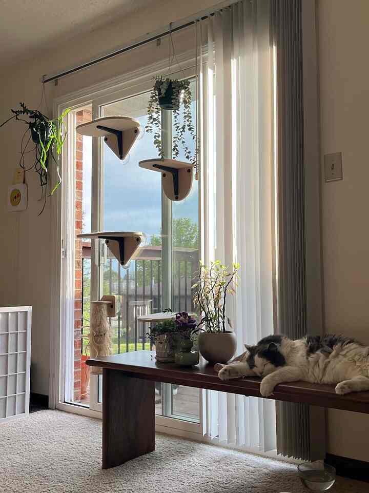 Brown wooden bench with a sleeping cat, plants on top and hanging near a sliding glass door in a bright living room