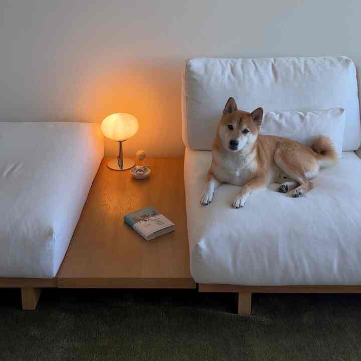 A living room with white sofas and wood tone table, featuring a warm table lamp light and a dog creating a cozy atmosphere
