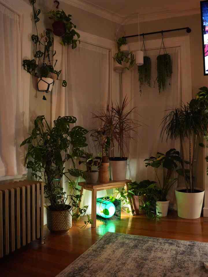 This corner is looking perfect 😍 i dont even watch the TV anymore, just the plants 😭

#interior #interiordesign #interiorposter #ohouse #plants #plantsdesign