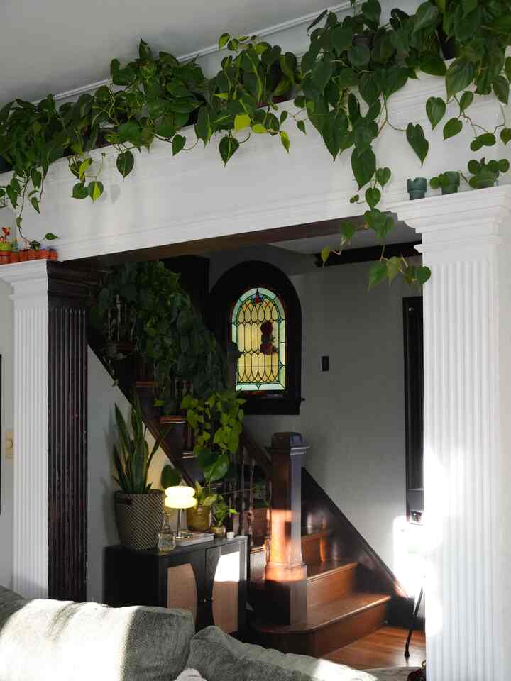My entryway is so unique 😍

#interior #plants #junglehome #plantlife #plantdesign