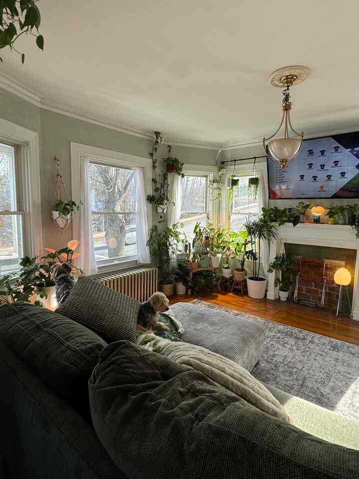 Wide angle shot of my living room, my oasis 💚

#interior #interiordesign #plants #plantdesign #ohouse