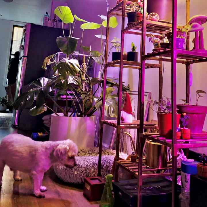 Living room space featuring wood-toned shelves with multiple plants under purple lighting, small white dog near a pet bed at bottom left