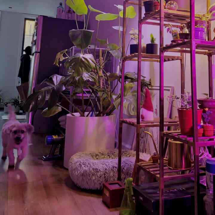 White and wood tone living room featuring a round pet bed for a dog and several plants, creating a cozy atmosphere