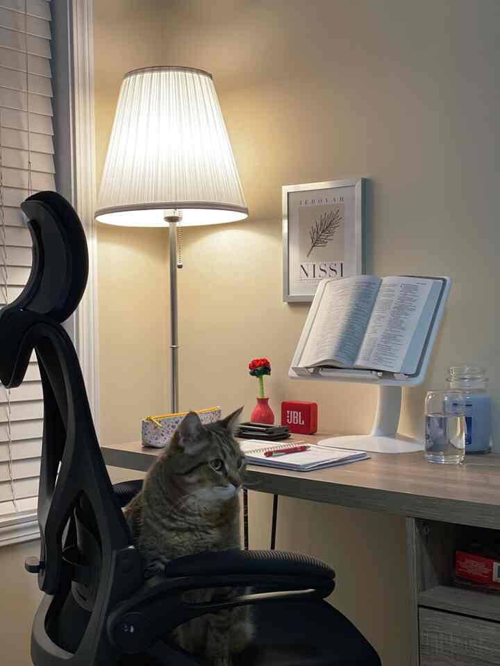 Beige-walled home office with a black ergonomic office chair, a cat sitting on the desk, and a floor lamp illuminating the workspace