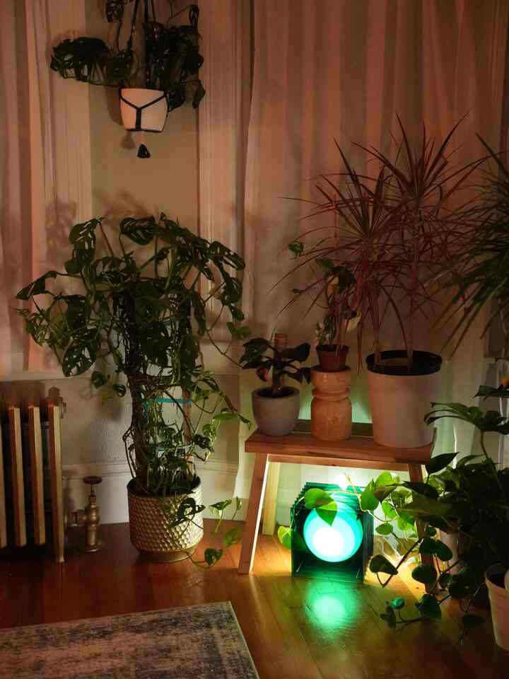 Love my plant corner 😍 most of these were propagations from plants I bought a long time ago! Owning plants doesnt have to be expensive 💚

#plants #chic #inexpensivehome #interiordesign #interior