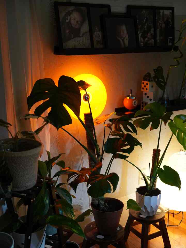 These monstera's were from propagations! Are you seeing the theme? Being a plant owner doesnt have to be expensive 😍

#plants #interiordesign #plantlife #interior #junglehome