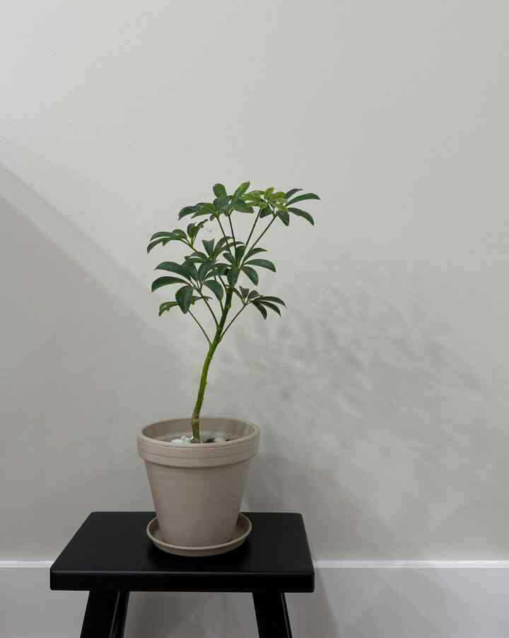 Minimal and natural space featuring a beige potted green plant on a black stool against a white wall background