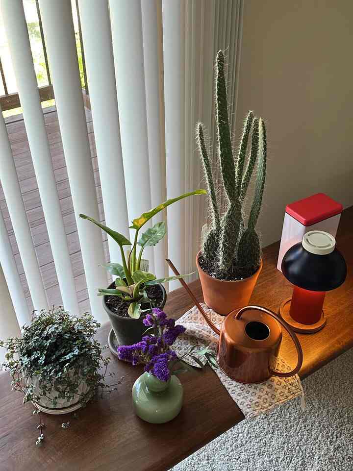 Morning view from my home. 🪴🐈

#plantinterior #PlantDeco #plantshelf #benchchair #lamp #sofa #spring 
