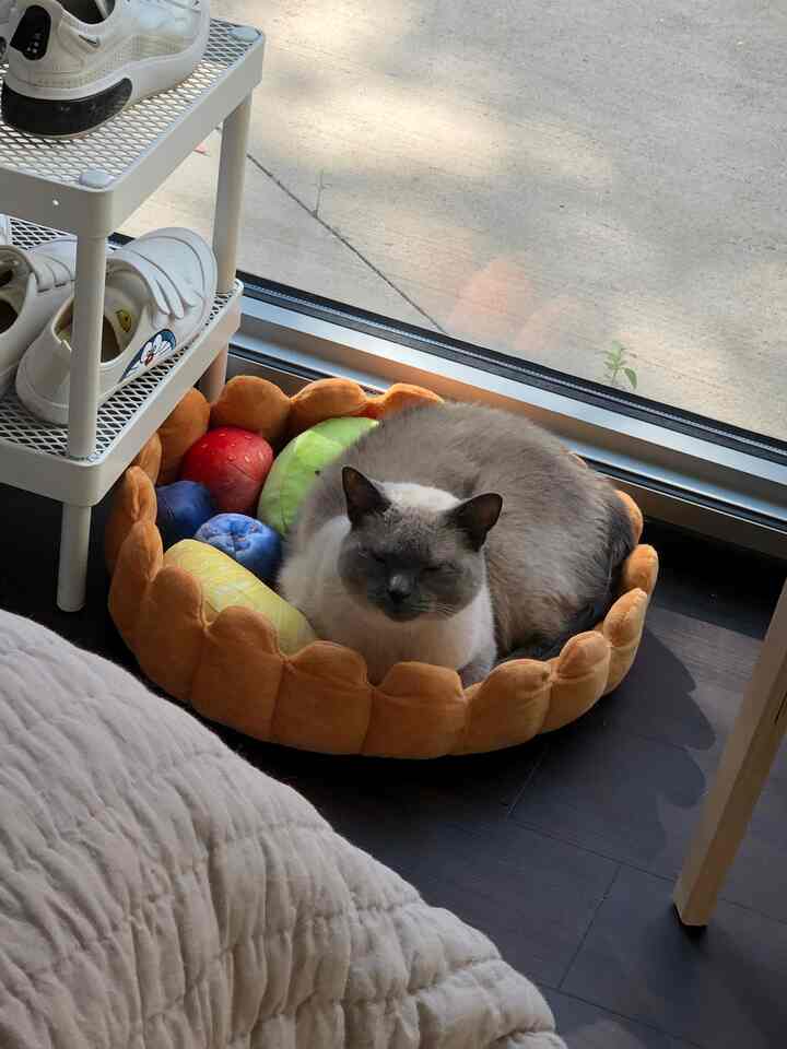 Beige-toned bedroom corner with a cat resting comfortably in a plush pet bed near window