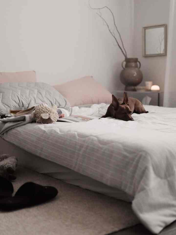 Soft natural-toned bedroom with a centrally placed bed and cushions, featuring a dog lying comfortably creating a cozy atmosphere