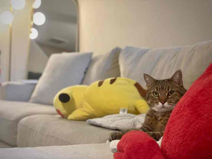 Beige-toned living room featuring a cat and yellow Pokémon plush comfortably positioned on the sofa in a simple setting