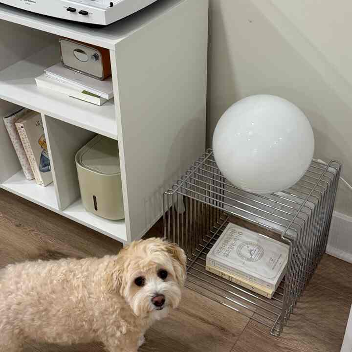 Soft ivory and white toned living room corner featuring a metal wire nightstand with a round table lamp and stacked books, with a cream-colored dog standing in front