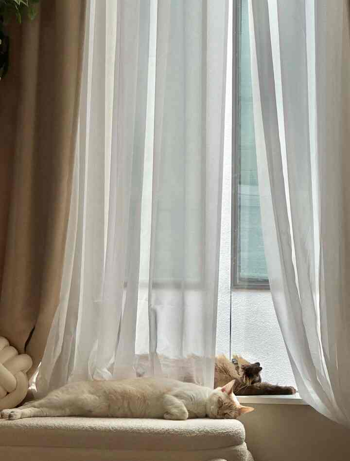 Natural-colored resting space by a window featuring sheer curtains and two relaxed cats, creating a cozy and calm atmosphere
