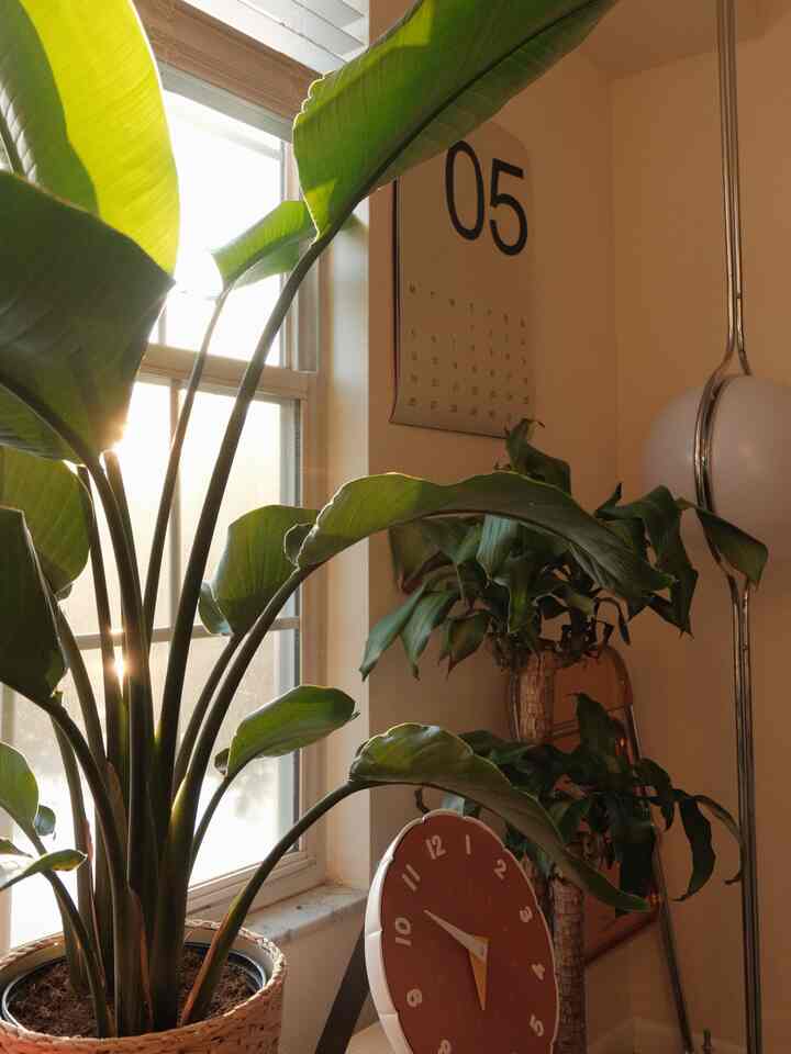 This + your favorite morning beverage ☀️🤌🏼

Matcha for me :)

#diningroom #diningchair #warmvibes