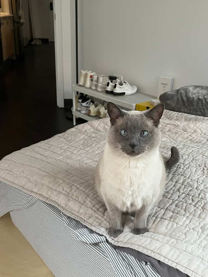 Bedroom in beige and navy tones featuring a bed with a cat sitting centered and a tidy shoe rack, creating a cozy atmosphere