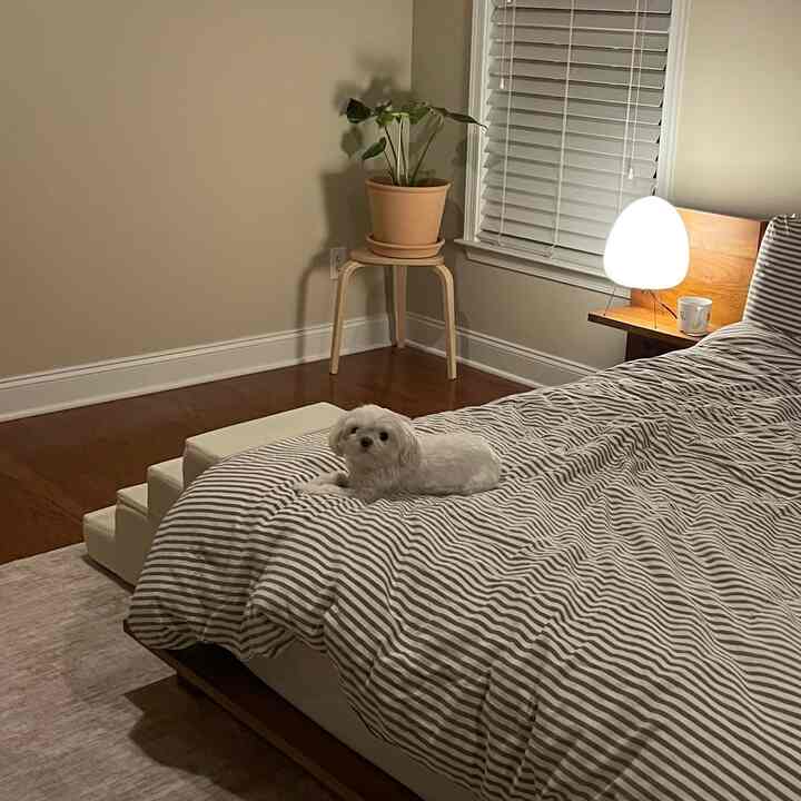 Beige-walled bedroom with brown wooden floor featuring white striped bedding and a small dog resting comfortably