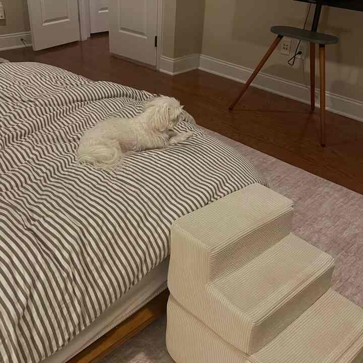 Beige pet steps and wood tone flooring in a bedroom, with a small white dog lying on a brown striped bedspread creating a cozy atmosphere
