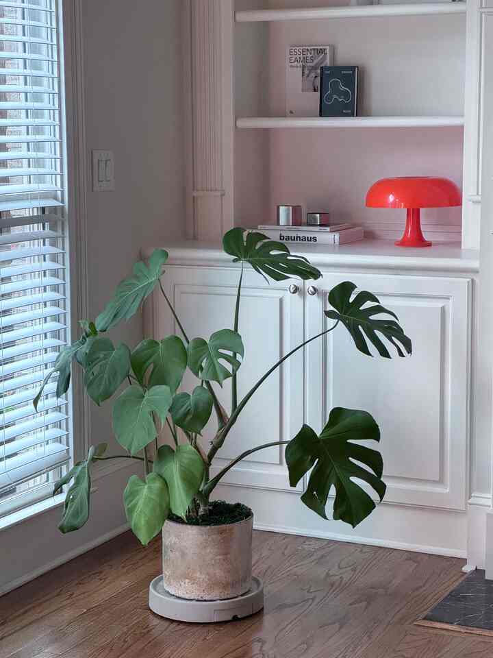Sudut yang sama, suasana yang berbeda🧡💚✨
.
.
.
#ruangtamu #livingroominspo #dayandnight #cozycorner #Planterrier #plantinterior #plant #lamp #ambientlight #coffeetablebooks #portablelamp #stool #moody #minimalwithmood #parisianmodern #frenchgirlhome