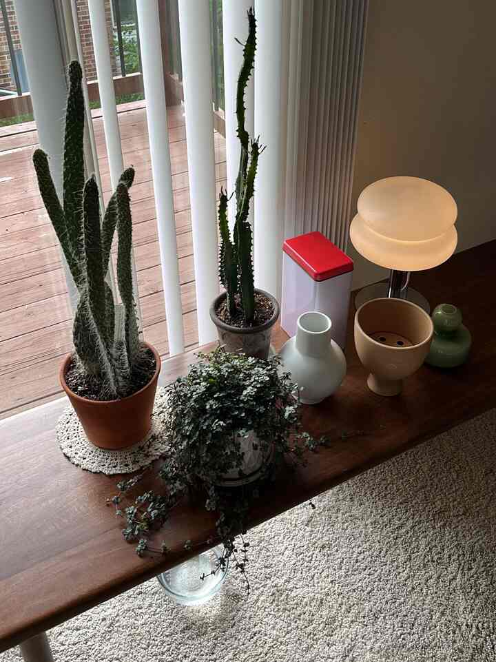 A natural-toned space featuring wood tones and light beige, with cacti and other plants on a wood table alongside a table lamp