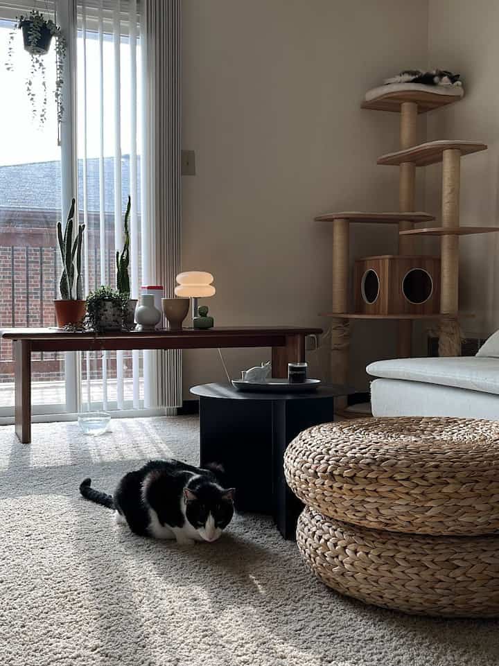 Natural color living room featuring cats, a cat tower, stools, and a coffee table creating a cozy atmosphere