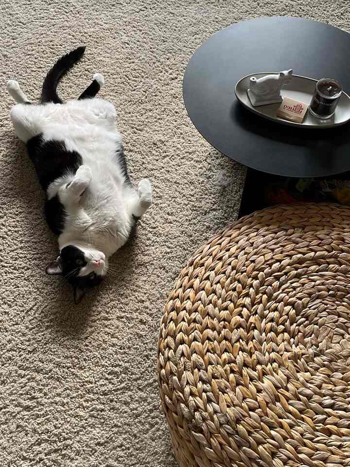 Beige-toned living room carpet featuring a black and white cat lying relaxed beside a rattan stool and a black round table with a candle