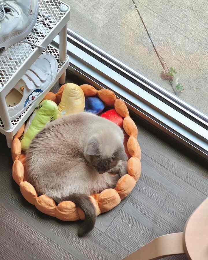 A natural-toned small room by the window bathed in warm sunlight featuring a fruit-shaped pet bed with a curled cat resting comfortably