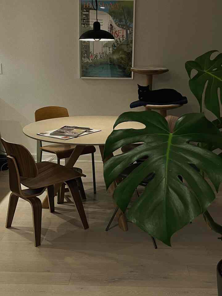 This is my corner throughout the day! I work from home and I like working in dining area right next to my little boy 🐈‍⬛🍀 #apartmentaesthetic #itsmyhouseandilivehere #interiordesign #apartmenttour #itsmyhouse