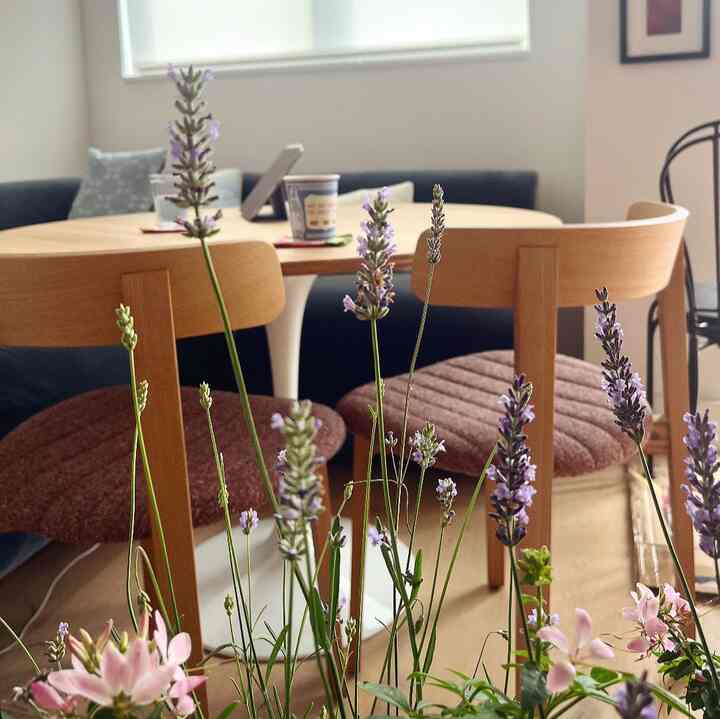 I love the look and the smell of the lavender. The plants are going to be inside just for a little bit and that's okay.

#diningnook #cozydining #coffeetime 