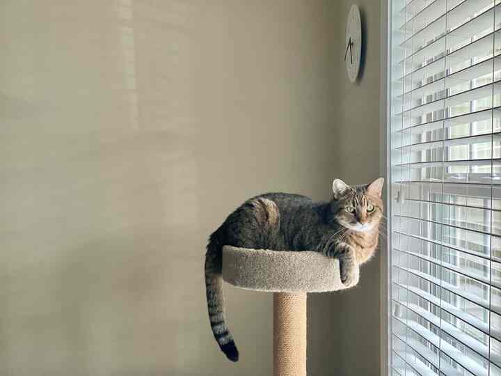 Bright white and beige living room with cat perched on a cat tower by the window, cozy and minimal atmosphere