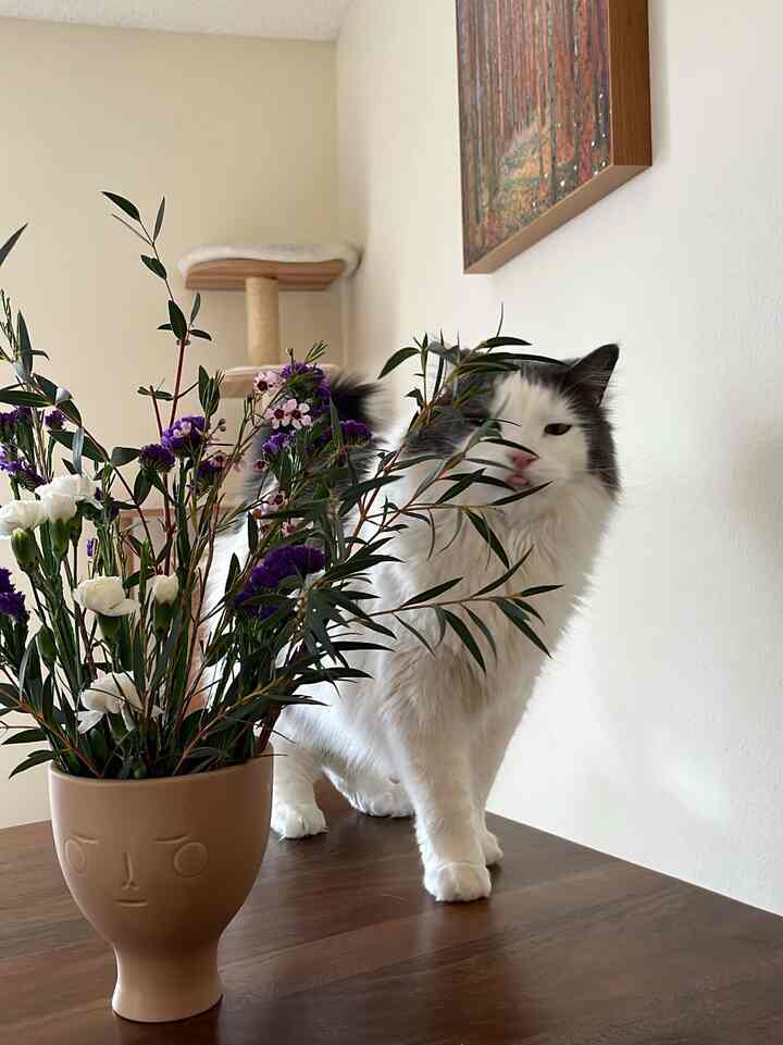 Beige-toned walls and wooden dining table with a flower vase and cat tower in a living room space, a cat standing beside the table