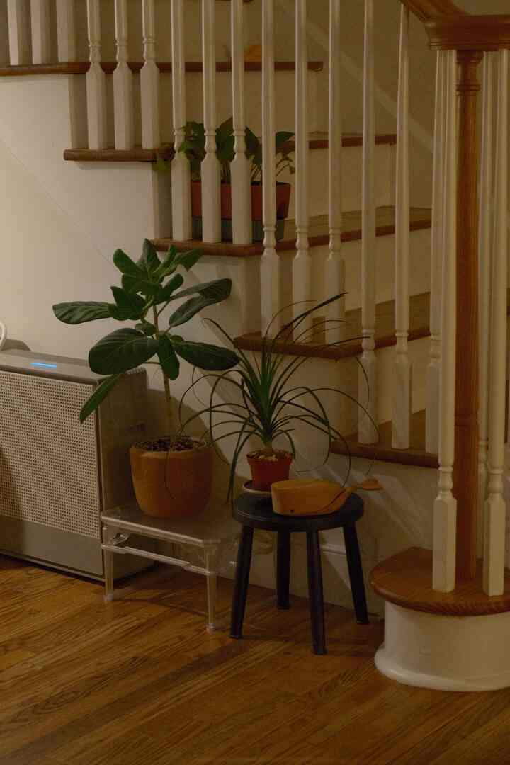 Memindahkan beberapa tanaman saya jauh dari jendela agar mereka bisa melewati musim panas! Tanaman ini tidak tumbuh dengan baik di bawah sinar matahari langsung, jadi menaruhnya di belakang tangga akan membantu mereka siap menghadapi musim panas!

#SummerReady #SummerVibes #planter #stool #plantinterior #airpurifier