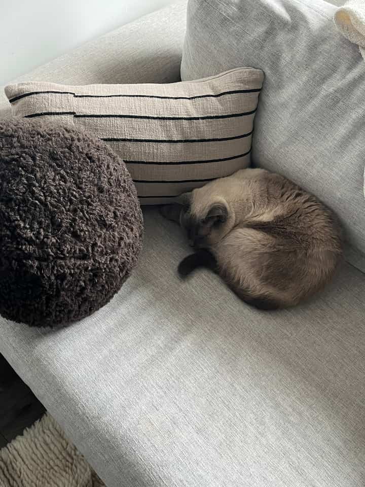 Yuzu’s favorite cozy room during the day time 💤😴

#cozy #coziness #livingroominterior #livingroom #cat #moderninterior 