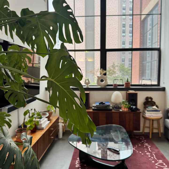 Natural wood tone and gray living room featuring Mid-Century Modern sofa and coffee table in cozy space