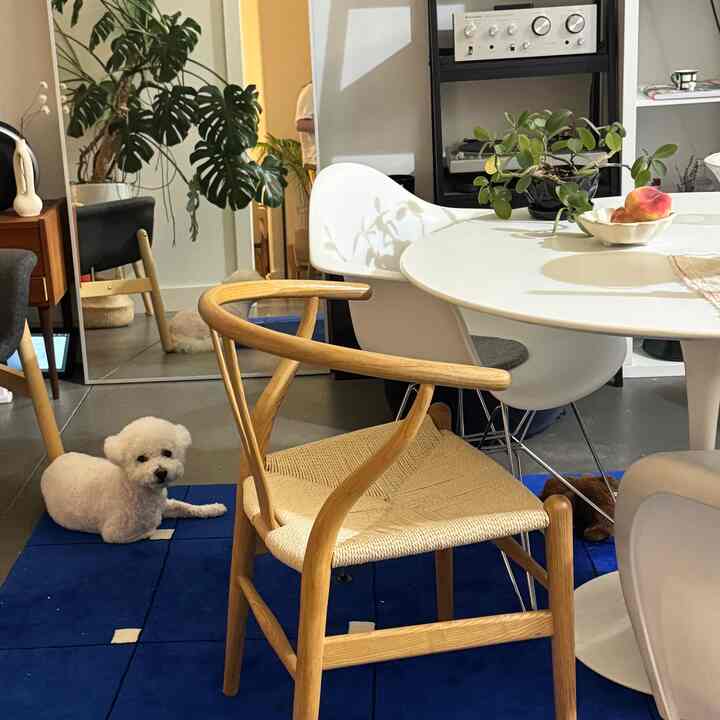 Modern dining room with white and natural wood tones, blue rug featuring a dog and dining setup